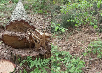 Zamach na bieliki nad Jeziorskiem. Wyznaczono nagrodę za wskazanie sprawcy