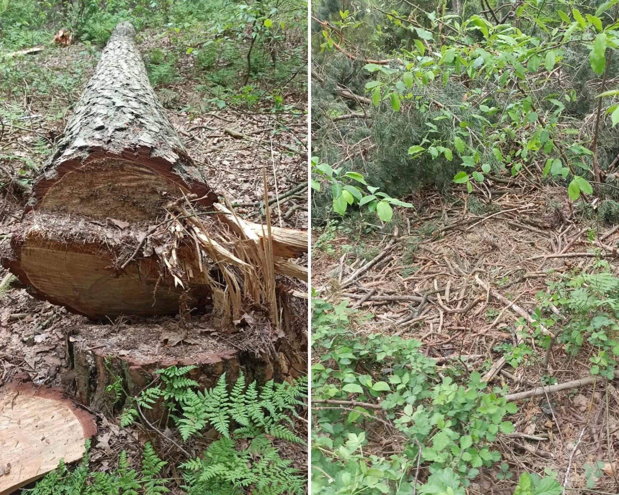 Zamach na bieliki nad Jeziorskiem. Wyznaczono nagrodę za wskazanie sprawcy