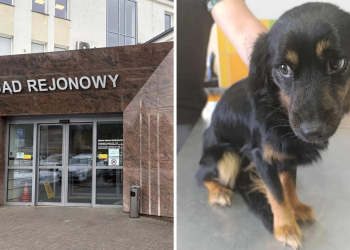 Wyjechała na wakacje i zostawiła psy w domu. Została skazana na 1,5 roku więzienia 2 Wyrok dla Anny K. 23-latka z Nakielnicy wyjechała na wakacje i zostawiła psy bez opieki