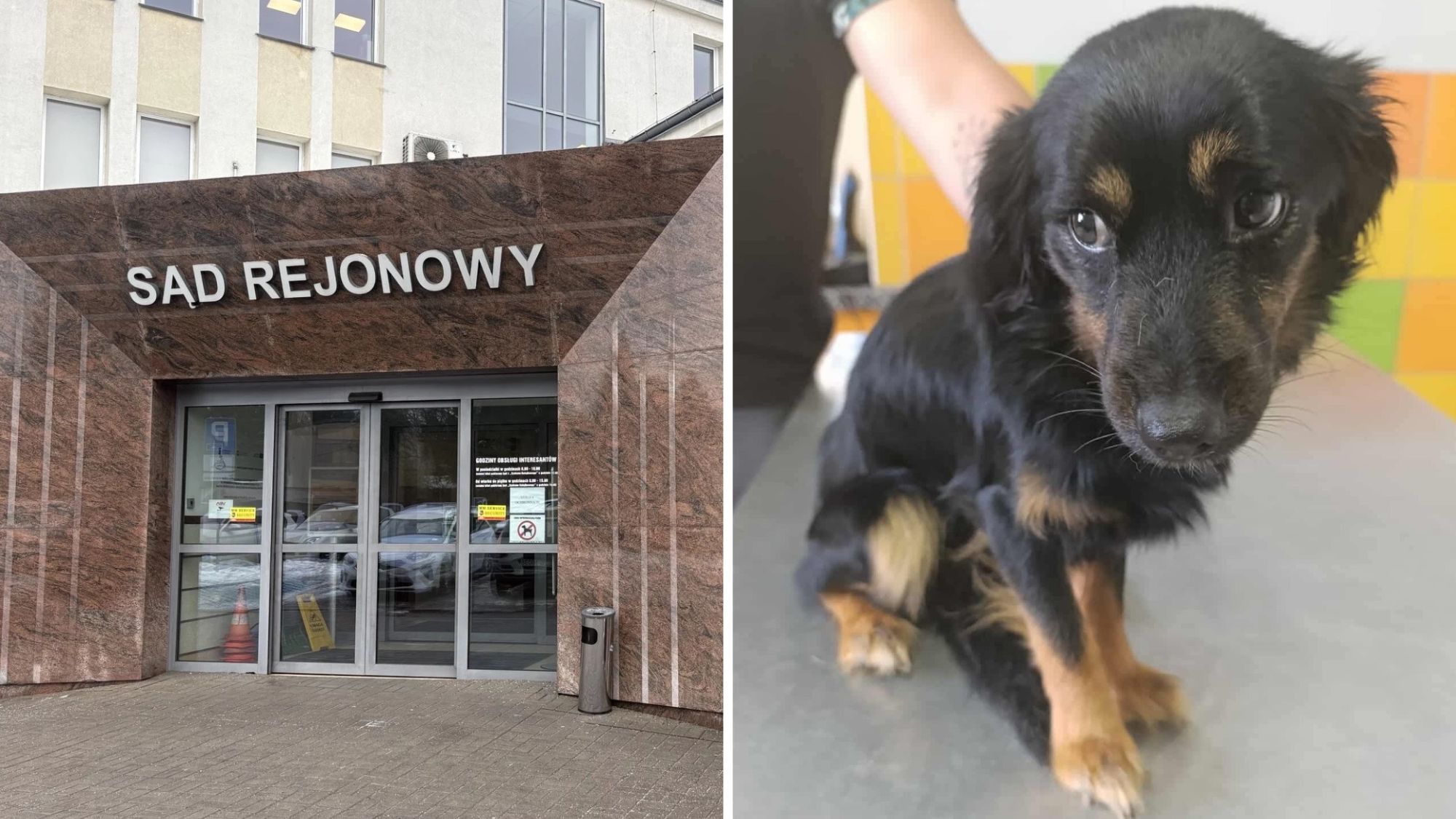 Wyrok dla Anny K. 23-latka z Nakielnicy wyjechała na wakacje i zostawiła psy bez opieki
