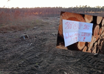 Sprzeciwiają się wycince lasu pod Bełchatowem