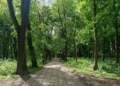 Łódź w zielonej czołówce Polski. Większość mieszkańców ma park pięć minut od domu 5 Spacer po Rokiciu parkowym szlakiem
