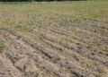 Dziki niszczą zasiewy kukurydzy, rolnicy z powiatu piotrkowskiego liczą straty
