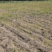 Dziki niszczą zasiewy kukurydzy, rolnicy z powiatu piotrkowskiego liczą straty