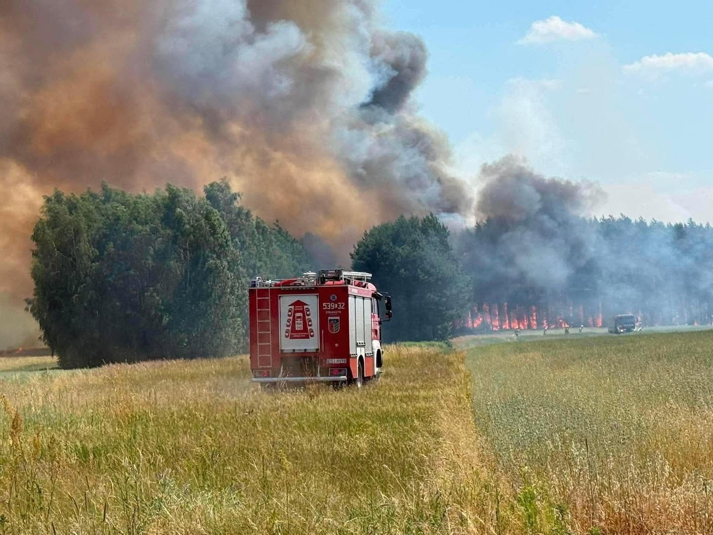 Wielki pożar lasu pod Sieradzem. Strażacy walczyli z ogniem przez wiele godzin