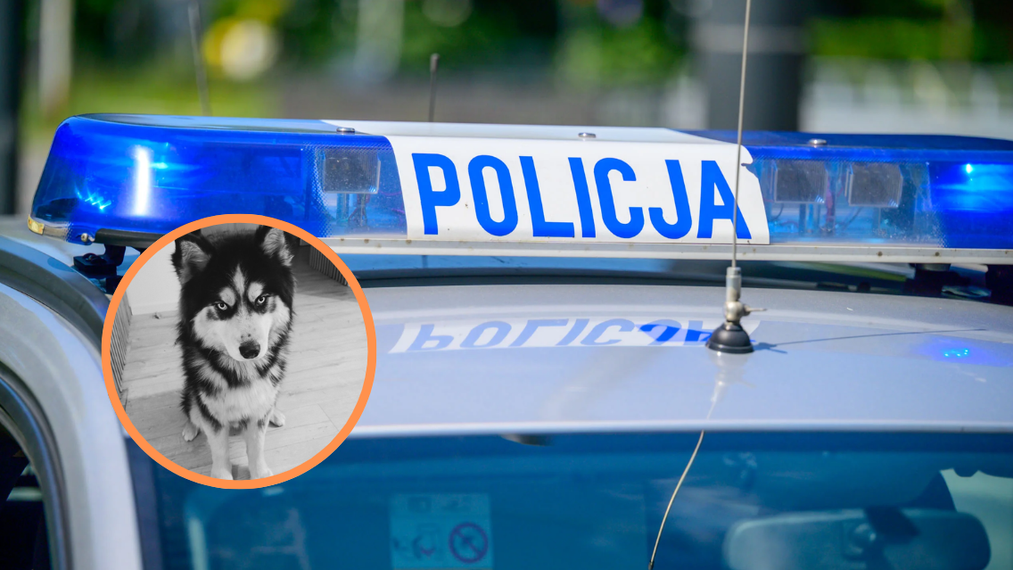Konstantynów Łódzki: pies pobity na śmierć na prywatnej posesji. Policja szuka świadków 1 Konstantynów Łódzki: pies pobity na śmierć na prywatnej posesji. Policja szuka świadków