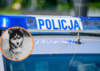 Konstantynów Łódzki: pies pobity na śmierć na prywatnej posesji. Policja szuka świadków