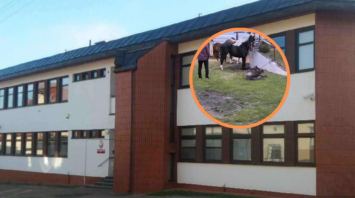 Jest śledztwo prokuratury ws. znęcania się nad końmi podczas Międzynarodowych Targów w Pajęcznie 1 Jest śledztwo prokuratury ws. znęcania się nad końmi podczas Międzynarodowych Targów w Pajęcznie
