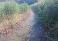Katastrofa ekologiczna w Andrespolu. Wyschnięty staw i śnięte ryby [ZDJĘCIA]
