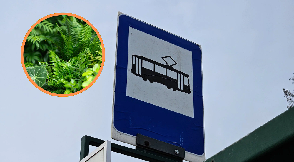 Łódź zadba o zielone przystanki. Ruszają prace pielęgnacyjne w całym mieście