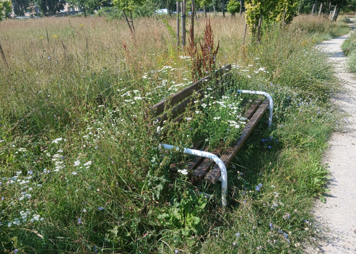Skwer Seniora czy... dżungla? Mieszkańcy narzekają na stan zieleni w projekcie z BO