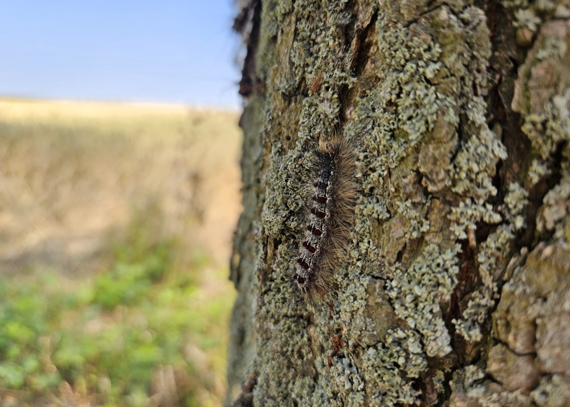 Plaga gąsienic niszczy zabytkową aleję lipową pod Sieradzem [ZDJĘCIA]