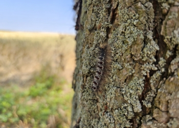 Plaga gąsienic niszczy zabytkową aleję lipową pod Sieradzem [ZDJĘCIA]
