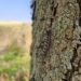 Plaga gąsienic niszczy zabytkową aleję lipową pod Sieradzem [ZDJĘCIA]