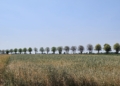 Plaga gąsienic niszczy zabytkową aleję lipową pod Sieradzem [ZDJĘCIA]