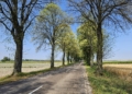 Plaga gąsienic niszczy zabytkową aleję lipową pod Sieradzem [ZDJĘCIA]