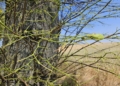Plaga gąsienic niszczy zabytkową aleję lipową pod Sieradzem [ZDJĘCIA]