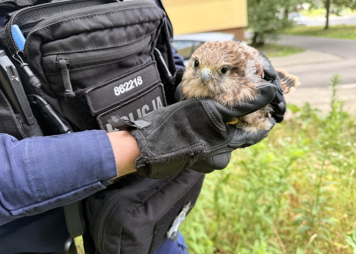 Pisklę pustułki leżało na środku ulicy. Nietypowa interwencja łódzkich policjantów [ZDJĘCIA]