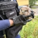 Pisklę pustułki leżało na środku ulicy. Nietypowa interwencja łódzkich policjantów [ZDJĘCIA]