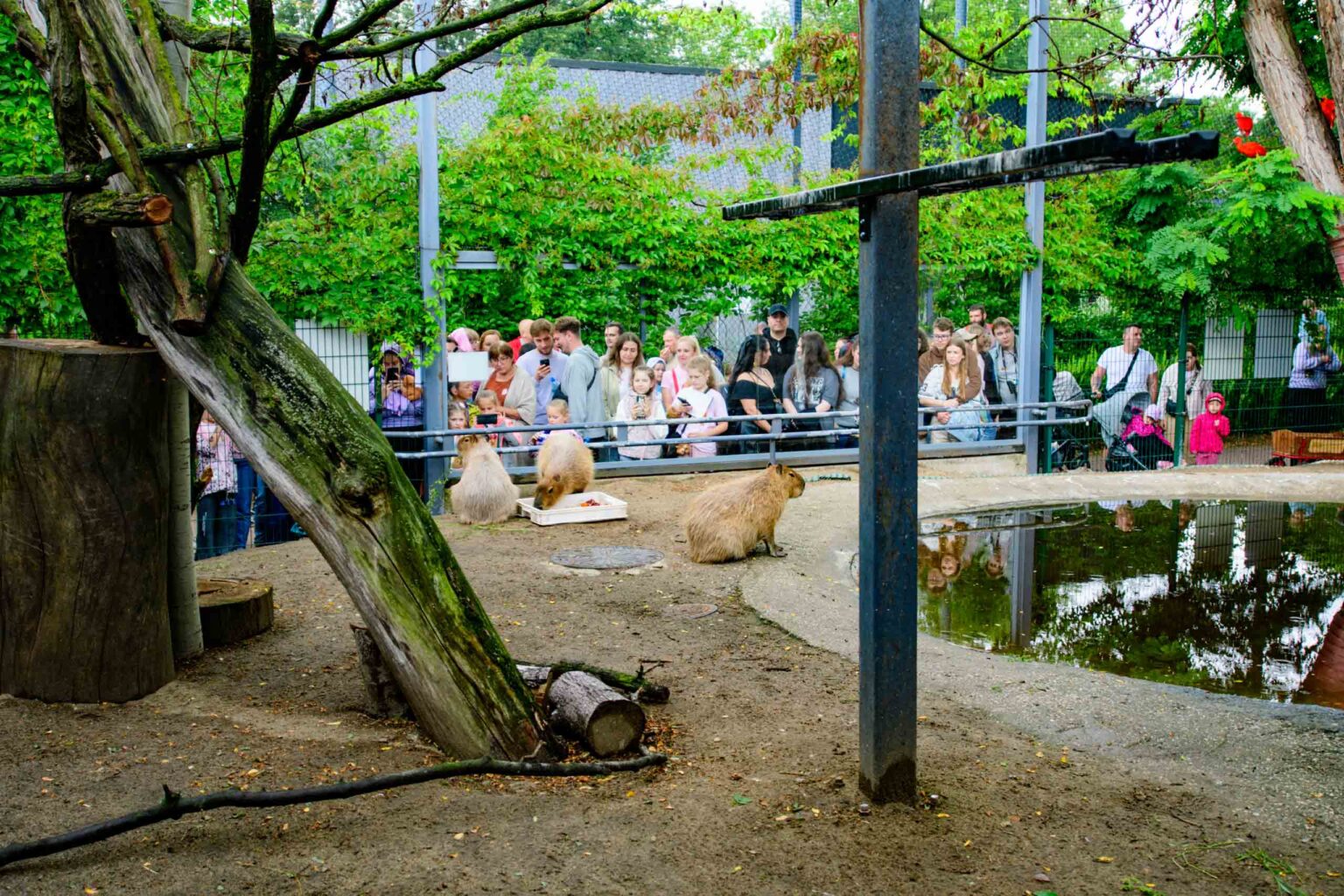 Dzień Kapibary w łódzkim zoo fot Sebastian Szwajkowski_1 Dzien Kapibary w lodzkim zoo fot Sebastian Szwajkowski 1