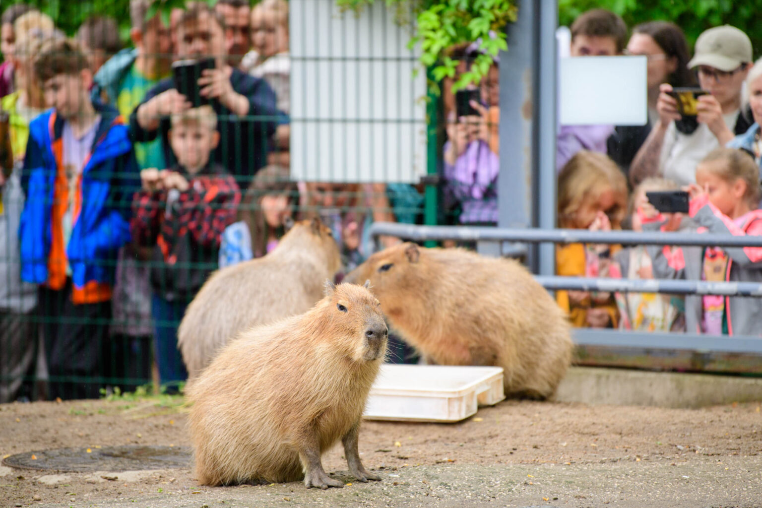 Dzien Kapibary w lodzkim zoo fot Sebastian Szwajkowski 10