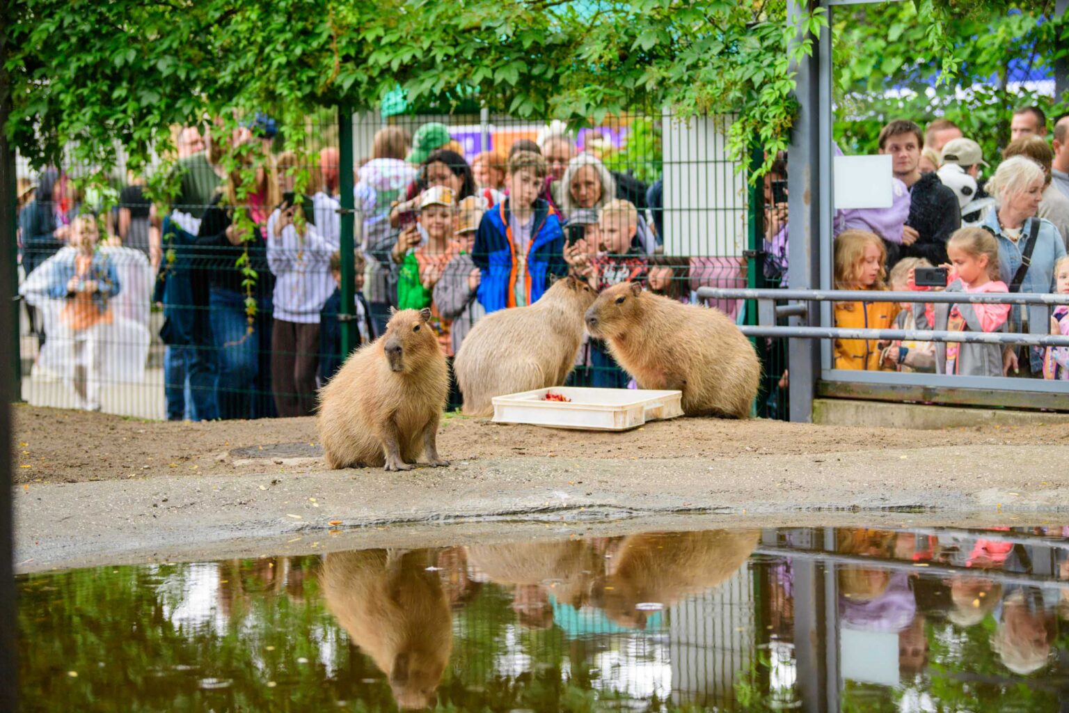Dzien Kapibary w lodzkim zoo fot Sebastian Szwajkowski 11