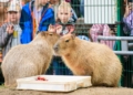 Dzien Kapibary w lodzkim zoo fot Sebastian Szwajkowski 12