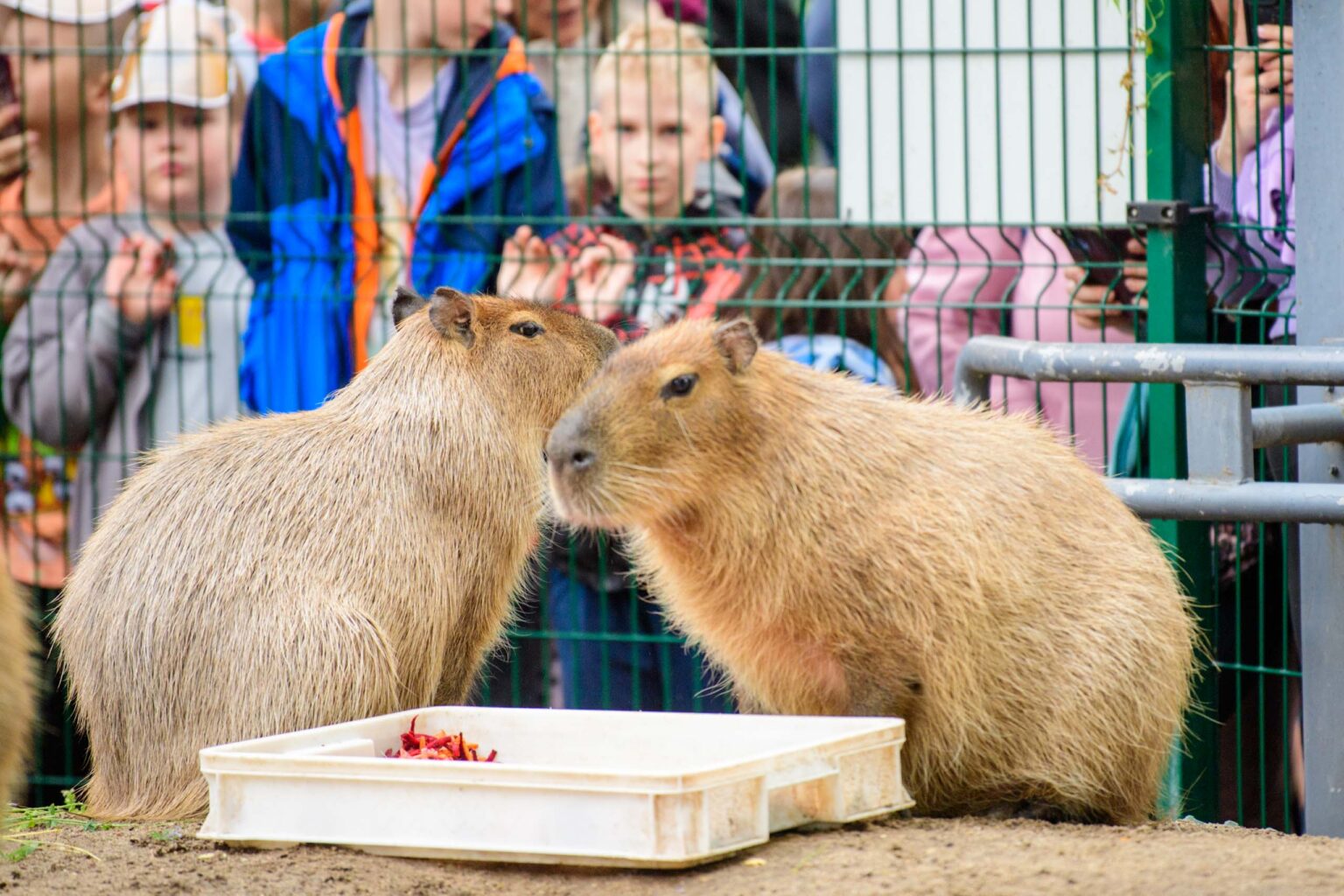 Dzień Kapibary w łódzkim zoo fot Sebastian Szwajkowski_12 Dzien Kapibary w lodzkim zoo fot Sebastian Szwajkowski 12