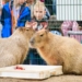 Dzien Kapibary w lodzkim zoo fot Sebastian Szwajkowski 12
