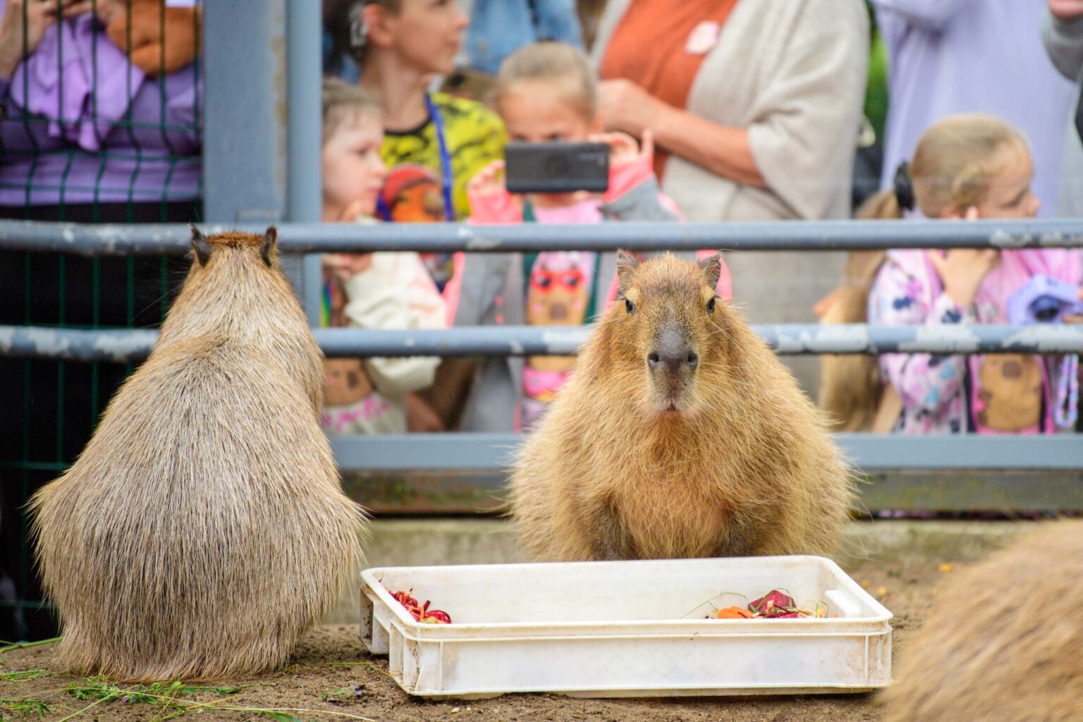 Dzien Kapibary w lodzkim zoo fot Sebastian Szwajkowski 13