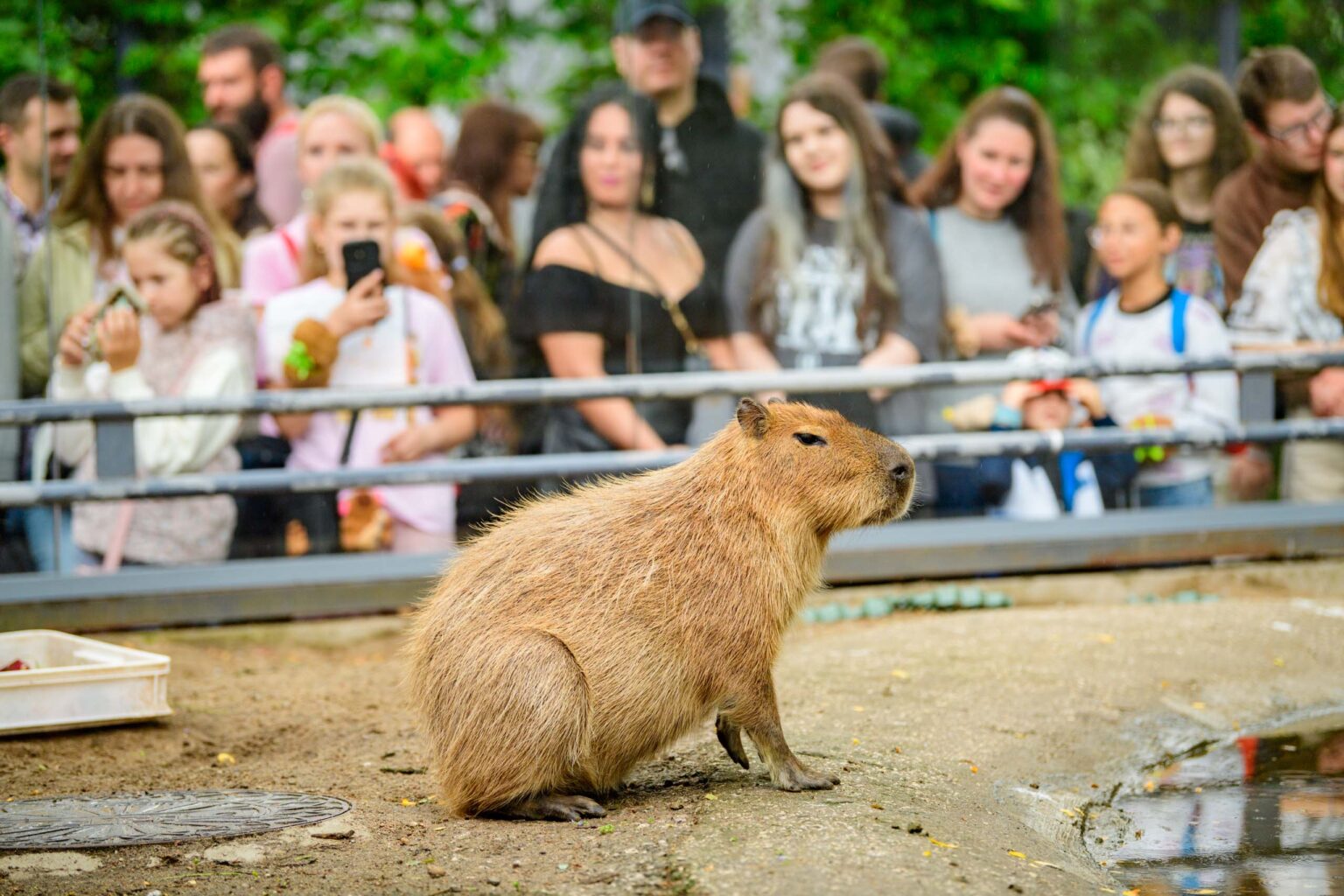 Dzień Kapibary w łódzkim zoo fot Sebastian Szwajkowski_14 Dzien Kapibary w lodzkim zoo fot Sebastian Szwajkowski 14