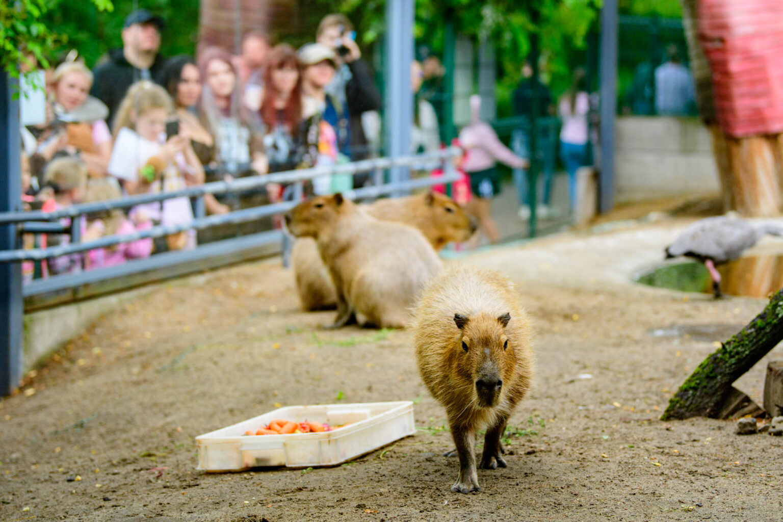 Dzien Kapibary w lodzkim zoo fot Sebastian Szwajkowski 15