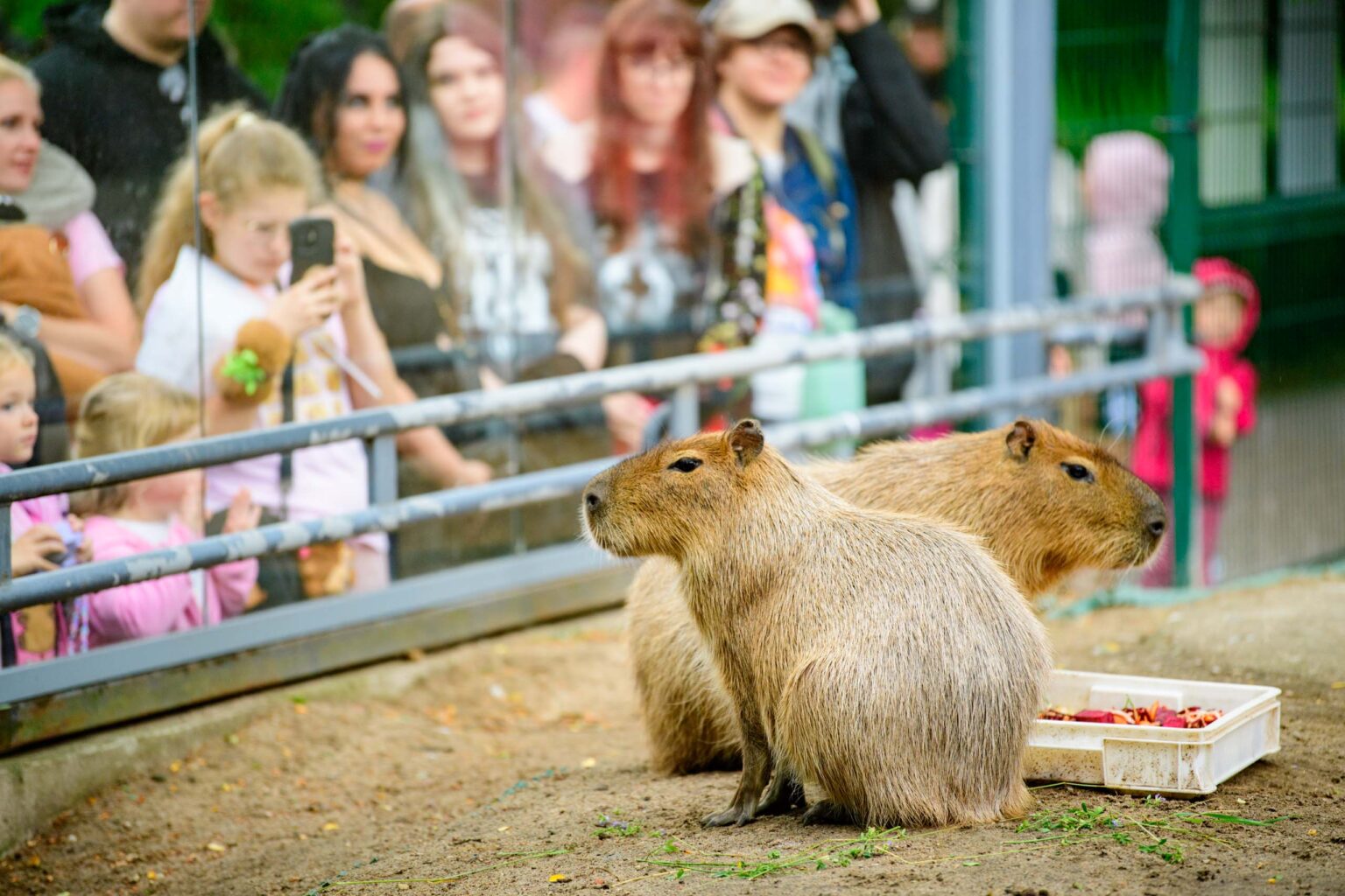 Dzien Kapibary w lodzkim zoo fot Sebastian Szwajkowski 16