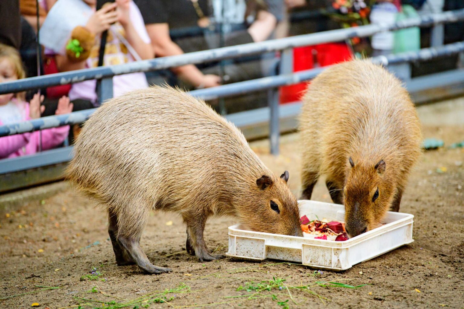 Dzien Kapibary w lodzkim zoo fot Sebastian Szwajkowski 17