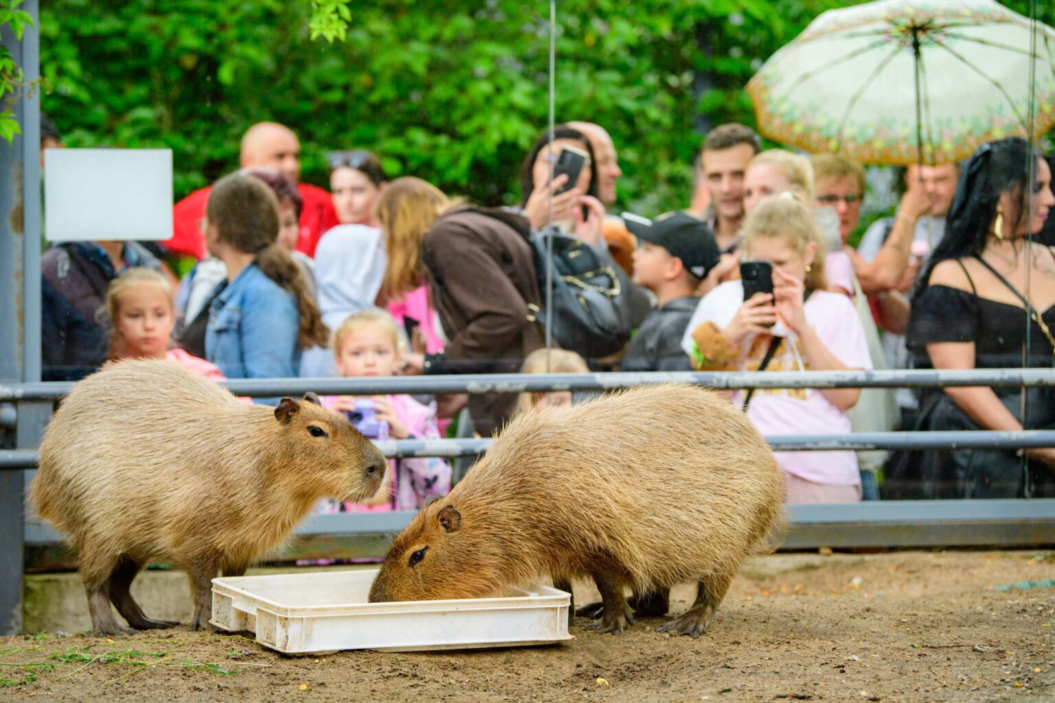 Dzien Kapibary w lodzkim zoo fot Sebastian Szwajkowski 18