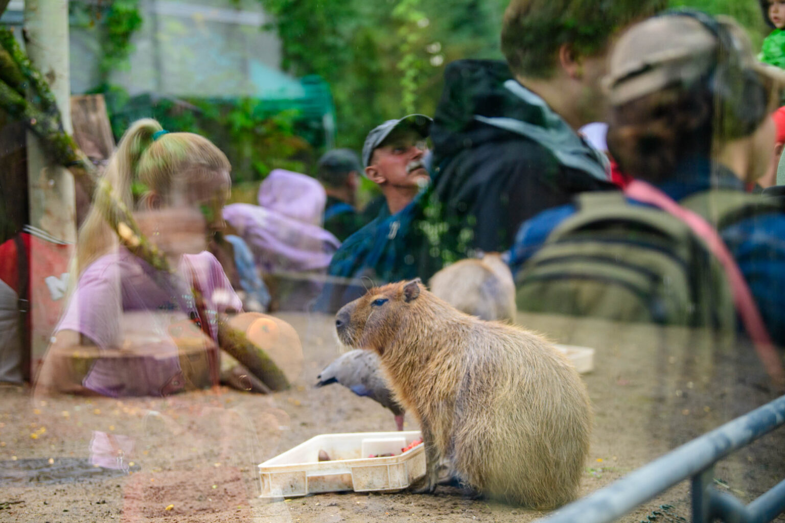 Dzien Kapibary w lodzkim zoo fot Sebastian Szwajkowski 19