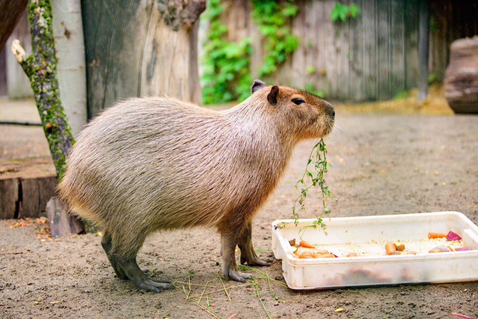 Dzien Kapibary w lodzkim zoo fot Sebastian Szwajkowski 20