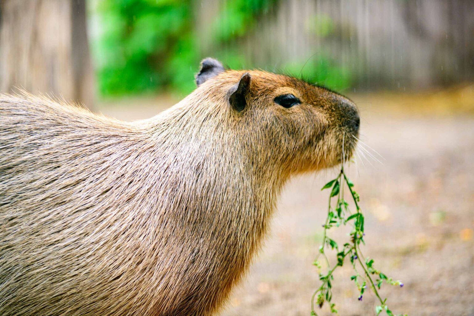 Dzien Kapibary w lodzkim zoo fot Sebastian Szwajkowski 21
