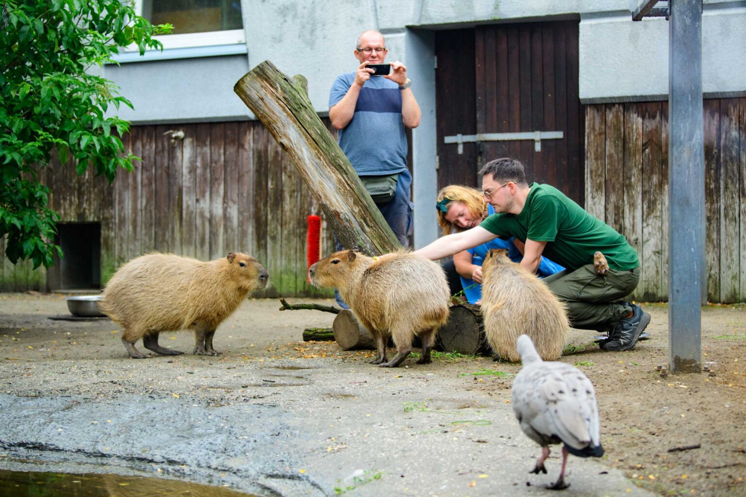 Dzien Kapibary w lodzkim zoo fot Sebastian Szwajkowski 4