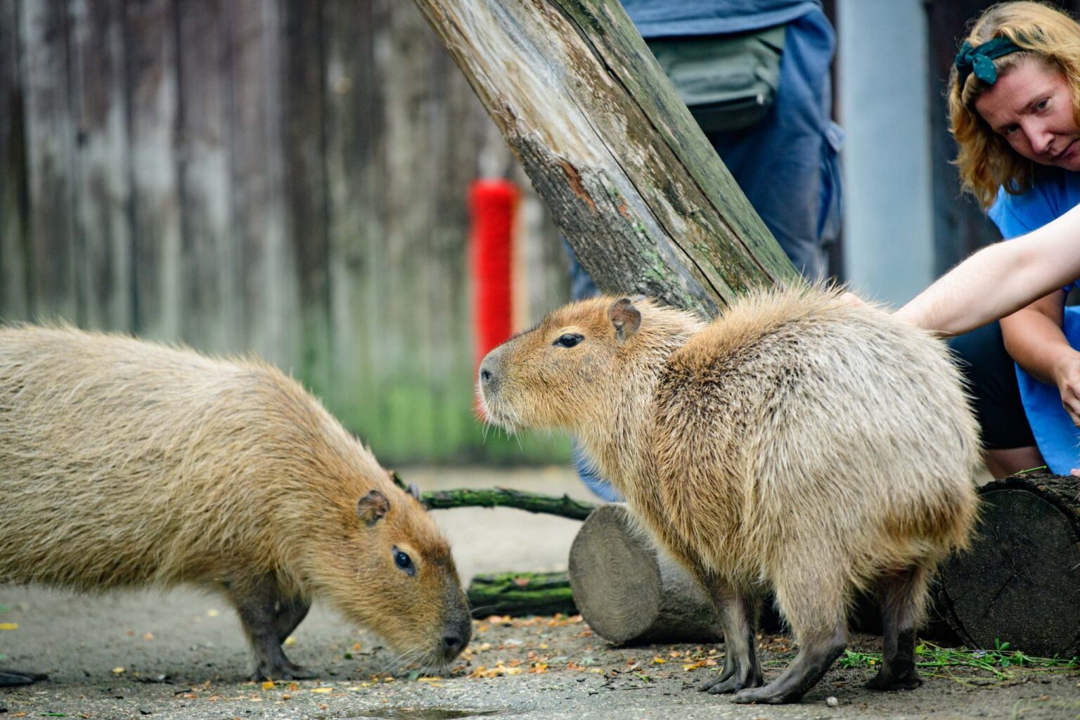 Dzień Kapibary w łódzkim zoo fot Sebastian Szwajkowski_5 Dzien Kapibary w lodzkim zoo fot Sebastian Szwajkowski 5