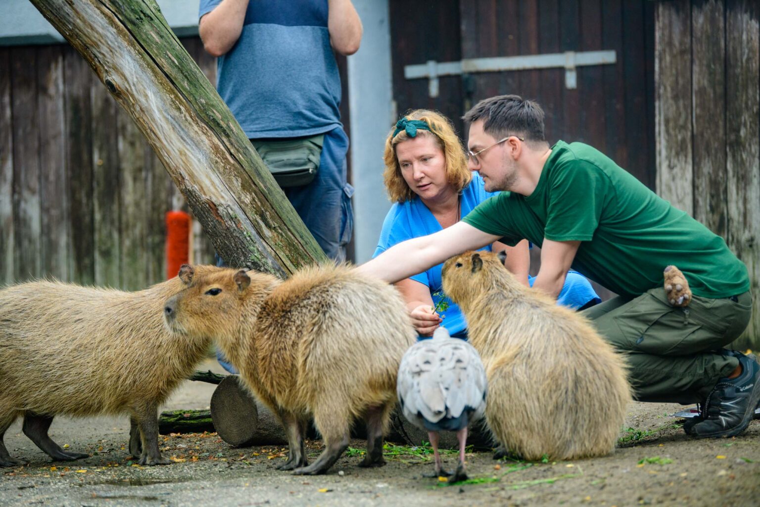Dzien Kapibary w lodzkim zoo fot Sebastian Szwajkowski 6