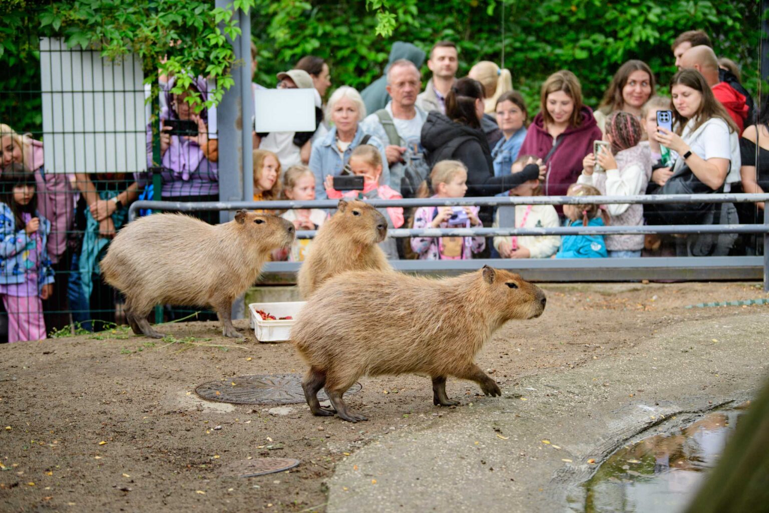 Dzień Kapibary w łódzkim zoo fot Sebastian Szwajkowski_8 Dzien Kapibary w lodzkim zoo fot Sebastian Szwajkowski 8