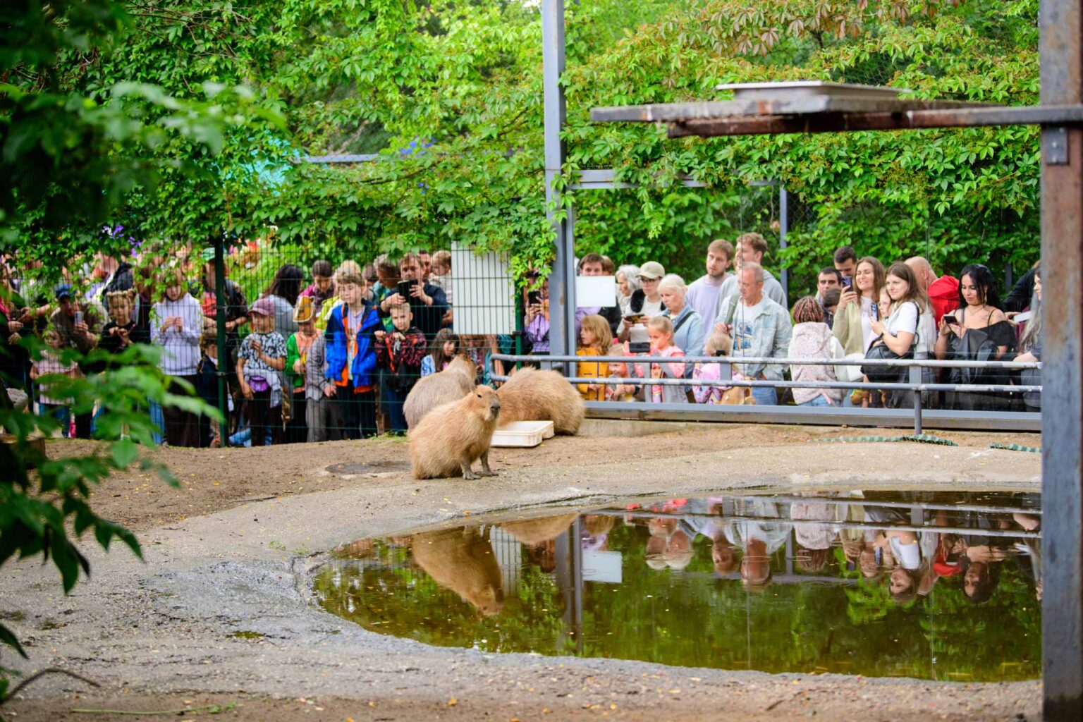 Dzien Kapibary w lodzkim zoo fot Sebastian Szwajkowski 9