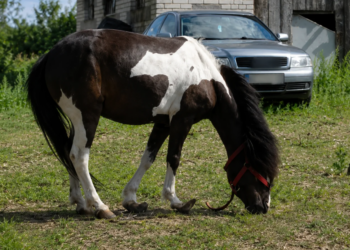Skrajnie zaniedbany kucyk odebrany właścicielce. Jest zawiadomienie do prokuratury/fot. Stowarzyszenie Animal SOS