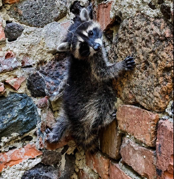 Nieproszeni goście odwiedzili park romantyczny. Szopy pracze w Arkadii