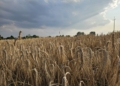 Żniwa w Łódzkiem pod znakiem pogody i niższych plonów. Rolnicy narzekają na koszty [ZDJĘCIA]