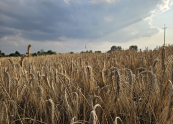 Żniwa w Łódzkiem pod znakiem pogody i niższych plonów. Rolnicy narzekają na koszty [ZDJĘCIA]