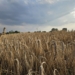 Żniwa w Łódzkiem pod znakiem pogody i niższych plonów. Rolnicy narzekają na koszty [ZDJĘCIA]