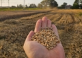 Żniwa w Łódzkiem pod znakiem pogody i niższych plonów. Rolnicy narzekają na koszty [ZDJĘCIA]