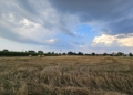 Żniwa w Łódzkiem pod znakiem pogody i niższych plonów. Rolnicy narzekają na koszty [ZDJĘCIA]